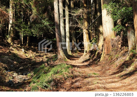 陽の光が注ぐ大木に囲まれた登山道 136226803