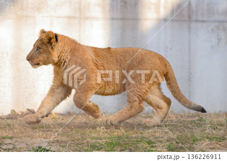 元気に駆けるライオンの子 136226911