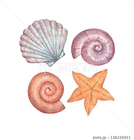 A watercolor illustration of seashells, executed in a delicate color palette A watercolor illustration of seashells, executed in a delicate color palette 136226921