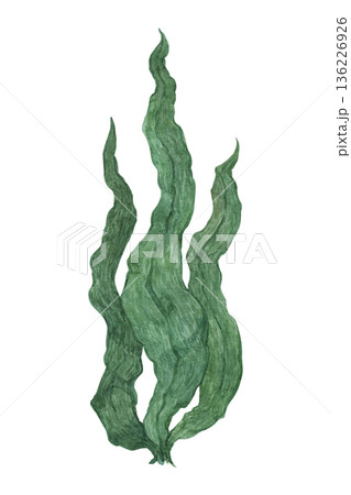 A watercolor illustration of underwater seaweed A watercolor illustration of underwater seaweed 136226926
