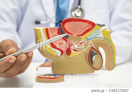 Male reproductive system, Asian doctor holding human anatomy model for study diagnosis and treatment in hospital. 136227007