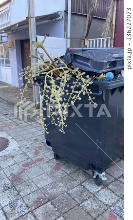 Urban trash bin overflowing with palm fronds, captured in an alleyway with paved tiles and nearby residential buildings. Urban trash bin overflowing with palm fronds, captured in an alleyway with paved tiles and nearby residential buildings. 136227073
