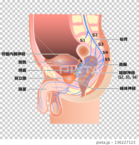 骨盆腔神經通路 136227123
