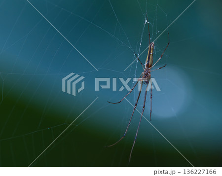 クモの巣の蜘蛛 136227166