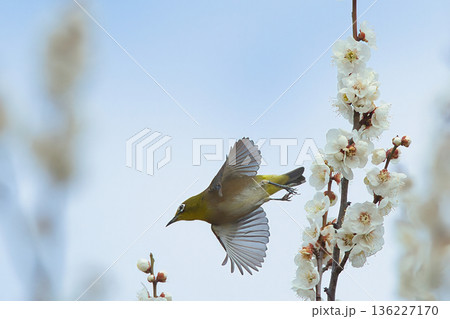 梅の蜜を求め飛ぶメジロ 梅の蜜を求め飛ぶメジロ 136227170