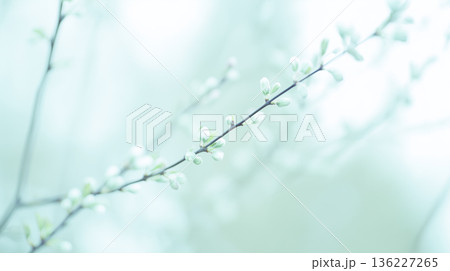 【淡色ブルーの春背景】白い花が咲く繊細な枝と光|透明感と余白が美しいナチュラルテクスチャ 【淡色ブルーの春背景】白い花が咲く繊細な枝と光|透明感と余白が美しいナチュラルテクスチャ 136227265