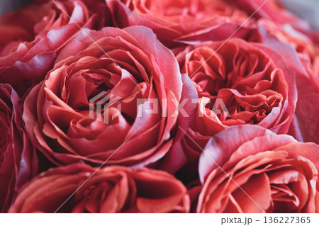 Beautiful coral pion-shaped rose. Bouquet Shrub roses. Illuminating yellow. Beautiful coral pion-shaped rose. Bouquet Shrub roses. Illuminating yellow. 136227365