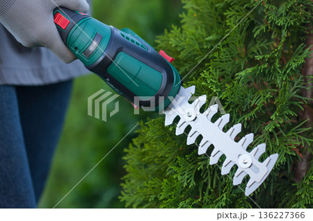 hand trimming bush with electric shears in garden 136227366