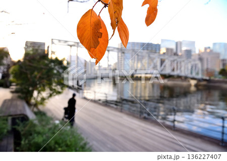 紅葉した葉越しに見えるふれあい橋 紅葉した葉越しに見えるふれあい橋 136227407