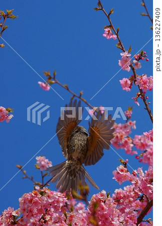 満開の桜　枝から枝へ飛ぶヒヨドリ　羽を広げた 136227409