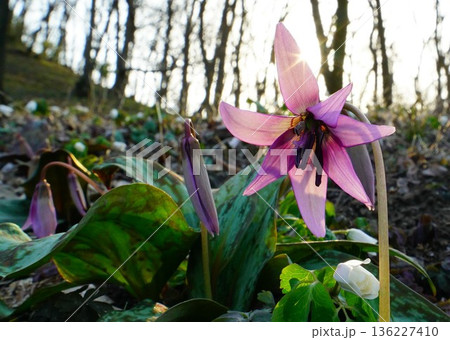 早春の花　カタクリ　小さな紫の花が可憐です 136227410