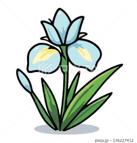 菖蒲 菖蒲 136227412