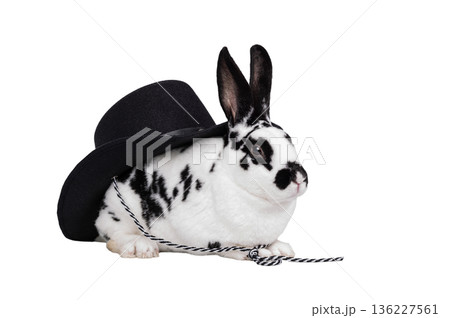 rabbit sitting under hat isolated on white background rabbit sitting under hat isolated on white background 136227561