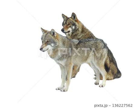 she-wolf and wolf isolated on white background 136227562