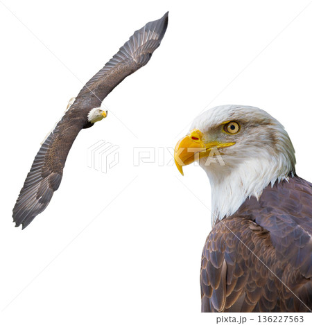 american eagle isolated on white background 136227563