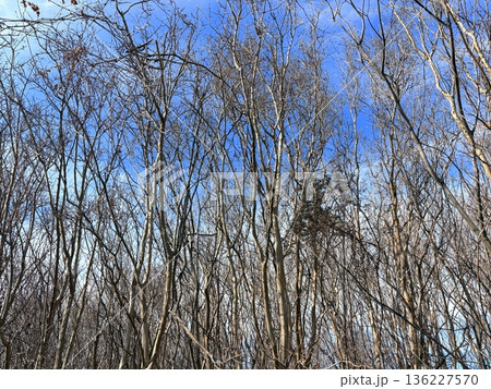 冬空と枯木立（背景素材） 136227570