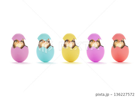 chick peeking out of egg isolated on white background 136227572