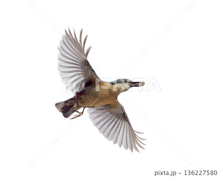 Nuthatch in flight with seeds in its beak isolated on white background Nuthatch in flight with seeds in its beak isolated on white background 136227580