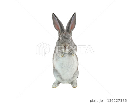 standing grey rabbit isolated on a white background standing grey rabbit isolated on a white background 136227586
