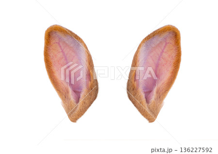 orange rabbit ears isolated on white background 136227592