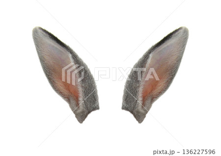 grey rabbit ears isolated on white background grey rabbit ears isolated on white background 136227596