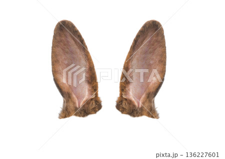 brown rabbit ears isolated on white background 136227601