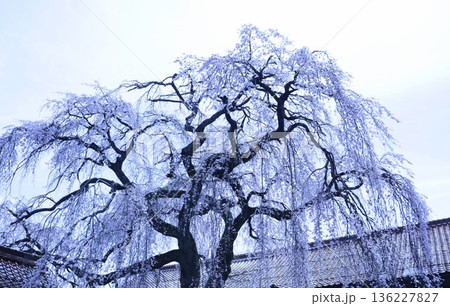 幻想的な極楽寺の枝垂れ桜と寺の屋根 136227827