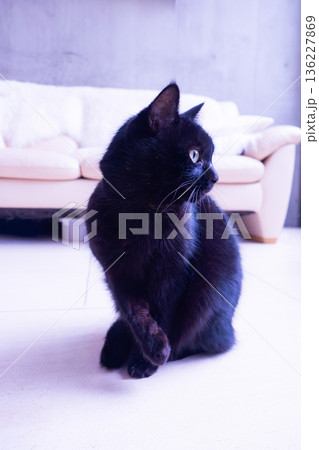 お座りをする黒猫 136227869