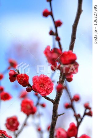 早咲きのきれいな梅の花 早咲きのきれいな梅の花 136227995