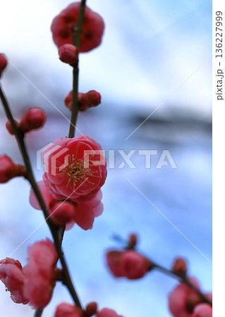 早咲きのきれいな梅の花 早咲きのきれいな梅の花 136227999