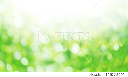 新緑　木漏れ日　16：9 136228092