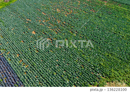 Aerial View of Green Vegetable Crop Fields in Organized Farming Rows 136228100