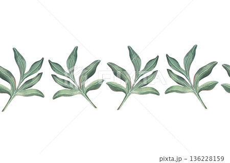 Seamless border with peony leaves. Hand-painted watercolor illustration isolated on white for invitations, posters, headers, packaging, stationery, branding, botanical, romantic design projects 136228159