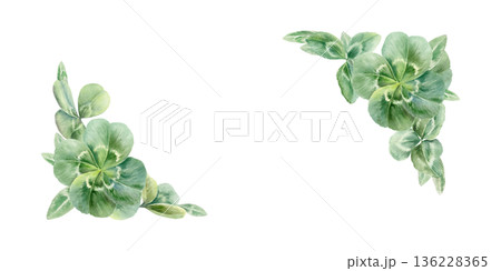 Corner frame of rare four leafs clovers,iconic symbol of luck and Saint Patricks Day.Watercolor vibrant shamrocks template for holiday cards,Irish designs,festive spring branding,celtic wedding 136228365