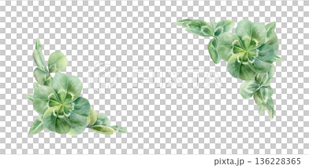 Corner frame of rare four leafs clovers,iconic symbol of luck and Saint Patricks Day.Watercolor vibrant shamrocks template for holiday cards,Irish designs,festive spring branding,celtic wedding 136228365