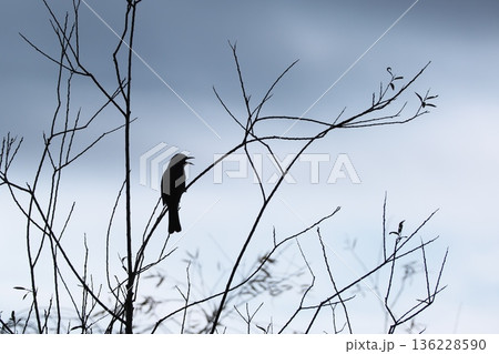 寒空に鳴くヒヨドリのシルエット 136228590