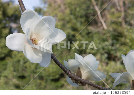 ハクモクレンの花をアップ／モクレン科 136228594