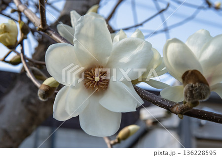 ハクモクレンの花を正面からアップ／モクレン科 136228595