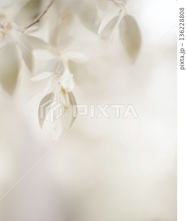 【淡色ナチュラル背景】やさしく揺れる葉と柔らかな光|くすみトーンが美しい癒しのコピースペース素材 【淡色ナチュラル背景】やさしく揺れる葉と柔らかな光|くすみトーンが美しい癒しのコピースペース素材 136228808