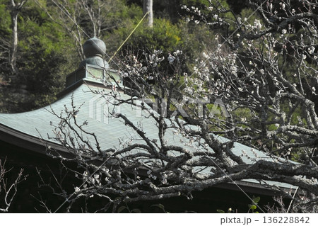 早春の鎌倉瑞泉寺　咲き始めた白梅と本堂 136228842
