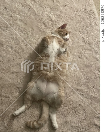 Cat Cat 136228976