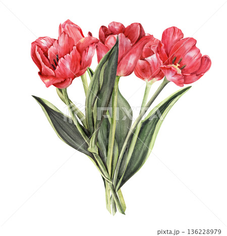 Bouquet five Red Tulips Watercolor composition, hand drawn floral cluster 136228979