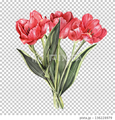 Bouquet five Red Tulips Watercolor composition, hand drawn floral cluster 136228979