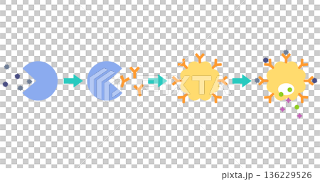 過敏是如何發生的：花粉症的機制 136229526