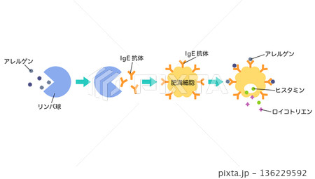 アレルギー発症のしくみ　花粉症のメカニズム 136229592