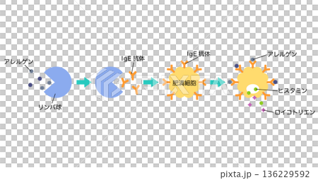 アレルギー発症のしくみ　花粉症のメカニズム 136229592