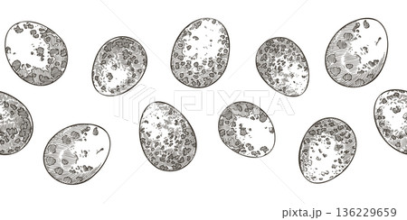 Easter seamless border with speckled quail egg in vintage sketch style. Hand drawn vector design of scattered eggs. Outline graphic print ideal for card template. Perfect for spring holiday season. Easter seamless border with speckled quail egg in vintage sketch style. Hand drawn vector design of scattered eggs. Outline graphic print ideal for card template. Perfect for spring holiday season. 136229659
