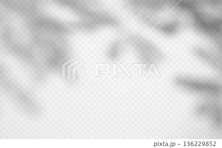 Soft shadow overlay abstract tree leaves on transparent background. Delicate shade from foliage on wall. 136229852
