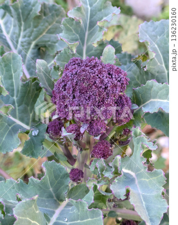 close up of a bunch of purple broccoli growing in a field of green leafy plant life close up of a bunch of purple broccoli growing in a field of green leafy plant life 136230160