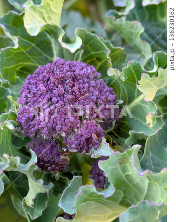 close up of a bunch of purple broccoli growing in a field of green leafy plant life close up of a bunch of purple broccoli growing in a field of green leafy plant life 136230162